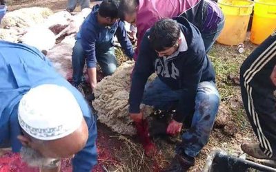 Exclusive:The practice of Halal slaughter in Canada shared in video
